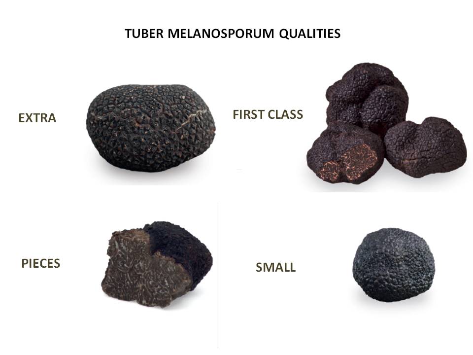 How the price per kilo of truffle is fixed - LAUMONT TRUFFLES